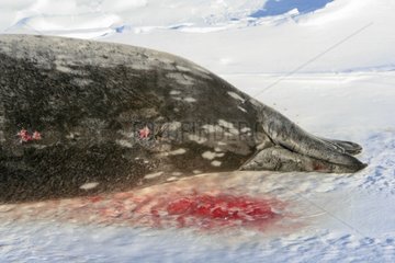 Male Weddell seal lying on ice Adélie Land