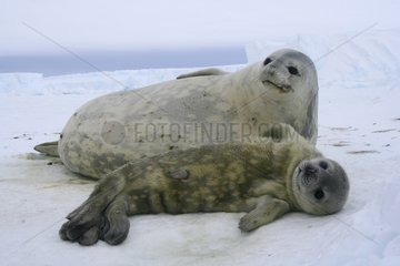 Weddell seal female and young on ice Adélie Land