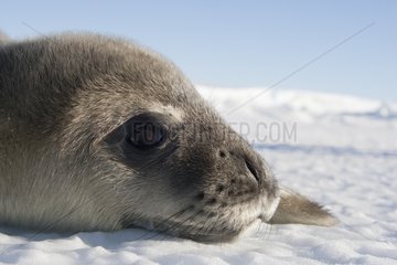 Portrait of young Weddell seal on ice Adélie Land