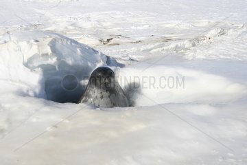 Weddell seal in hole in the ice Adelie Land