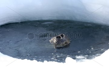 Weddell seal breathing in hole in ice Adelie Land