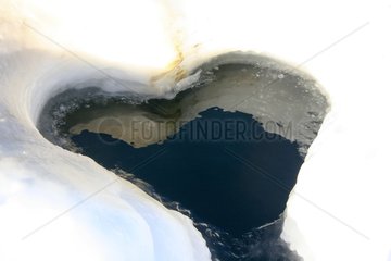 Weddell seal hole heart shaped Adelie Land