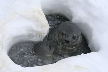 Weddell seal and young in a heart-shaped hole