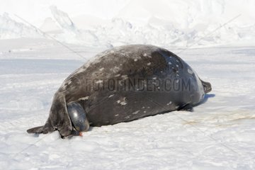 Birth of a Weddell seal on sea ice Adelie Land Antarctica