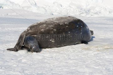 Birth of a Weddell seal on sea ice Adelie Land Antarctica