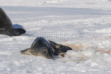 Weddell seal new-birth on ice Adelie Land Antarctica