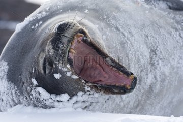 Weddell seal yawning on the ice Adelie Land