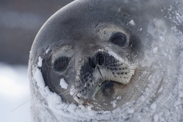 Weddell seal on the ice Adelie Land