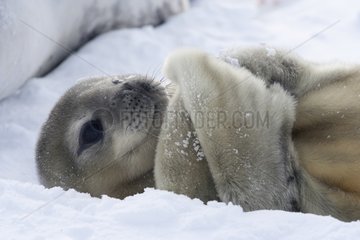 Young Weddell seal lying on the ice Adelie Land