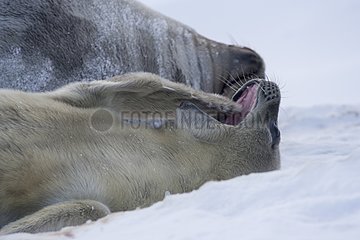 Young Weddell seal lying on the ice Adelie Land