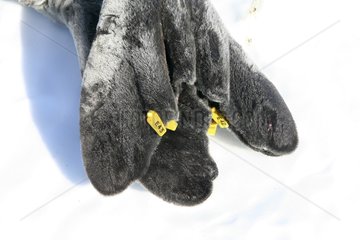 Mark on a Weddell seal on the ice Adélie Land