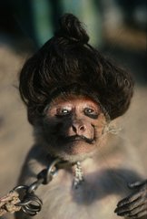 Performing Monkey Wears Makeup and Wig New Delhi India