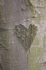 Herz in der Rinde eines Baumsiesienpolens eingraviert