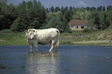 Charolaise cow in Loire river at Digoin Bourgogne France