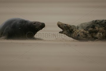 Gray Seals resting on the sand Iceland
