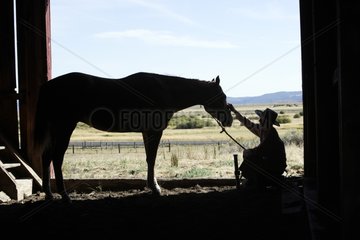 Cow-boy cherishing his horse in the cattle shed Oregon the USA