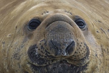 Portrait of an old male Elephant seal in Falkland Islands