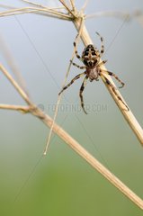 Spinne in seinem Web von einem Umbel -Normandie suspendiert