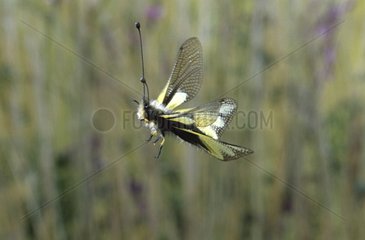 Owlfly Flying Puy-de-dÃ´me Frankreich