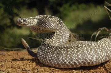 Uracoan rattlesnake on ground Maturín Savannah Venezuela
