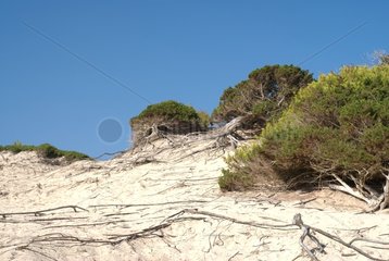Dunes of Salinas Beach Ibiza Spain
