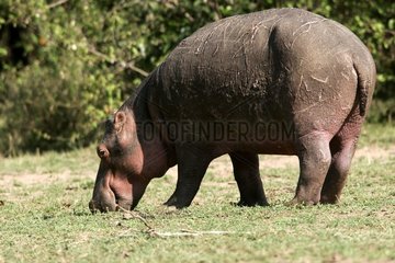 Hippopotamus grazing in the reserve of Masaï Mara Kenya