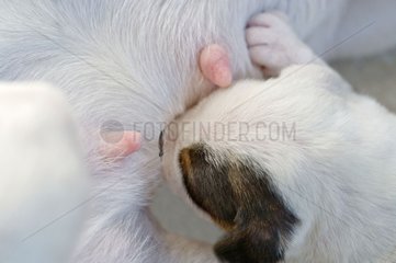Jack Russel Terrier Neugeborenes Saugen Frankreich