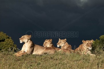 Lionesses under a sky of storm Masaï Mara Kenya