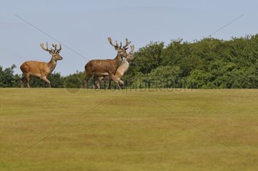 Male Red deers walking in grass Denmark