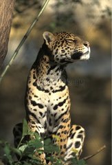 Jaguar assis Amerique du Sud