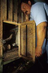 Illegal detention of Gibbon Kalimantan Borneo Indonesia