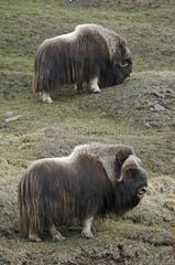 Muskoxes grazing shave grass in mountain Norway