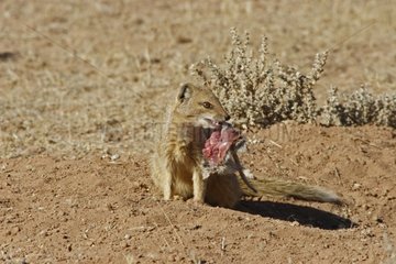 Yellow mongoose with a prey Kgalagadi NP South Africa