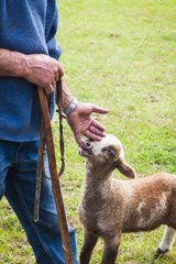 Shepherd and Lamb in a meadow - PNR Luberon France