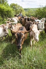 Goatherd and goats in a meadow - Luberon RNP France