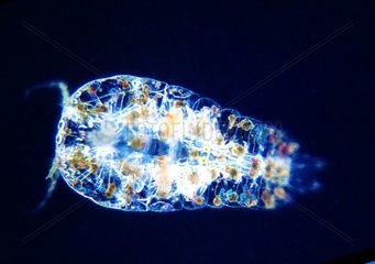 Isopod Saphirina