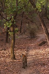 Tigre du Bengale marchant PN Bandhavgarh Inde