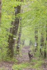 Roe Deer in a forest path - France