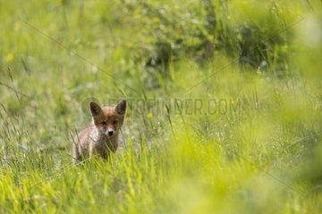 Young Red Fox in the tall grass - France