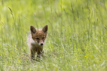 Young Red Fox in the tall grass - France