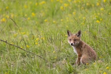 Young Red Fox sitting in the tall grass - France