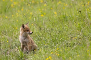 Young Red Fox sitting in the tall grass - France