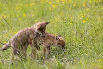 Young Red Fox playing in the tall grass - France