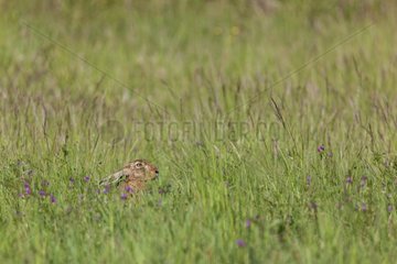 European hare in the grass - France