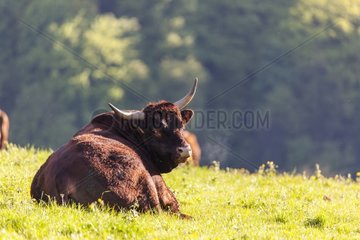 Salers bull lying in the grass - France