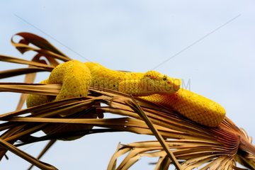 Eyelash viper on dry foliage