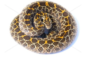 Mexican lance-headed rattlesnake on white background