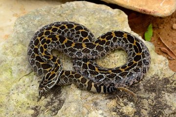 Mexican lance-headed rattlesnake on rock