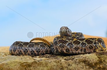 Mexican lance-headed rattlesnake on rock