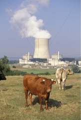 Kühe in einer Wiese vor dem Kernkraftwerk Cattenom
